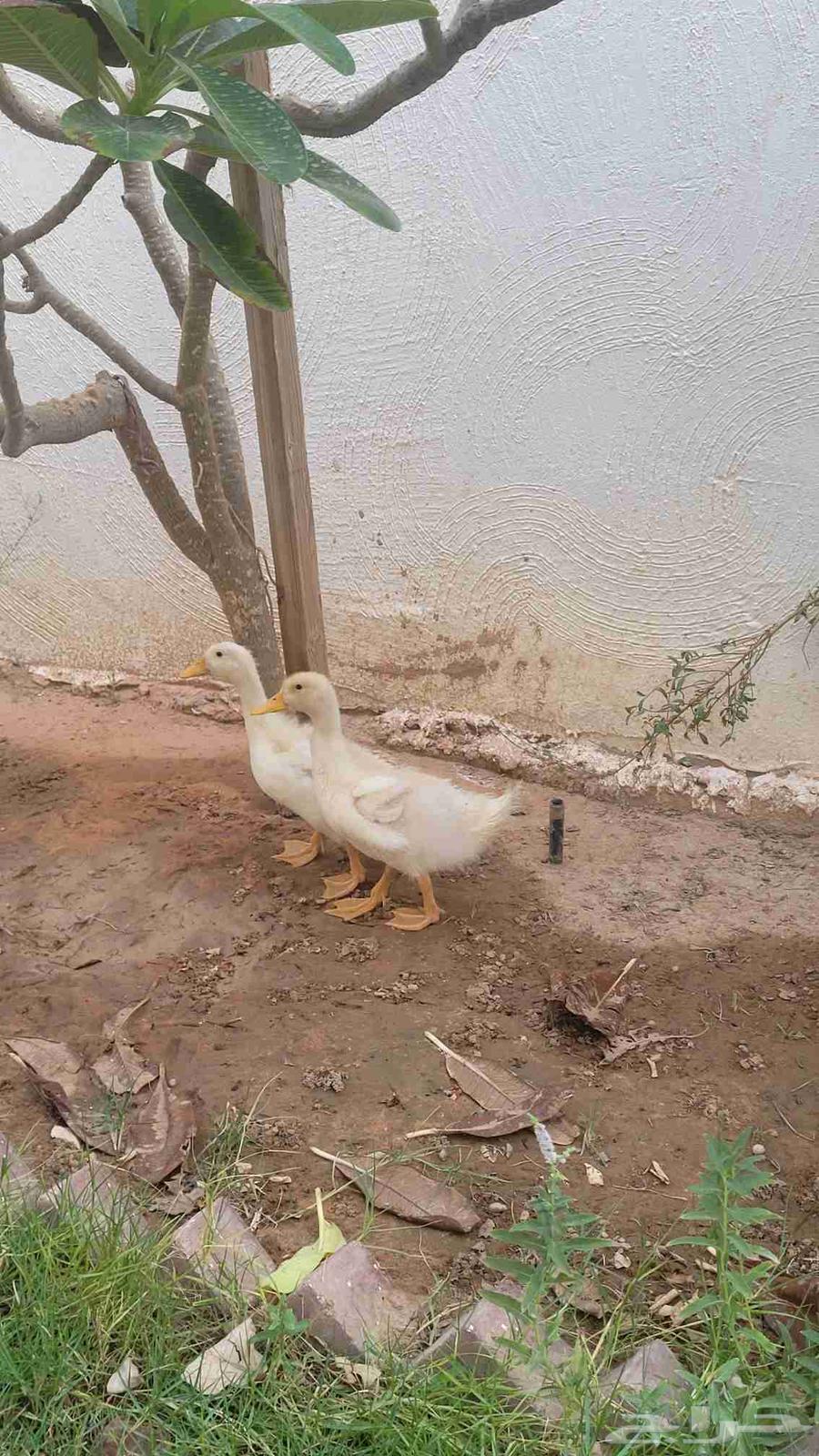 بط بكيني عمر شهر64379805170562113