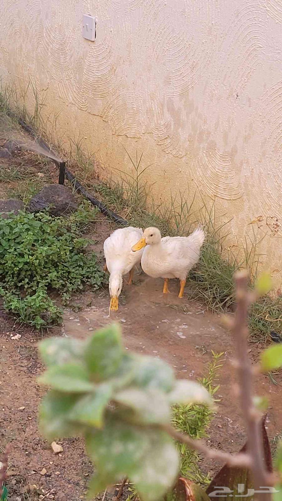 بط بكيني عمر شهر64379805170562110