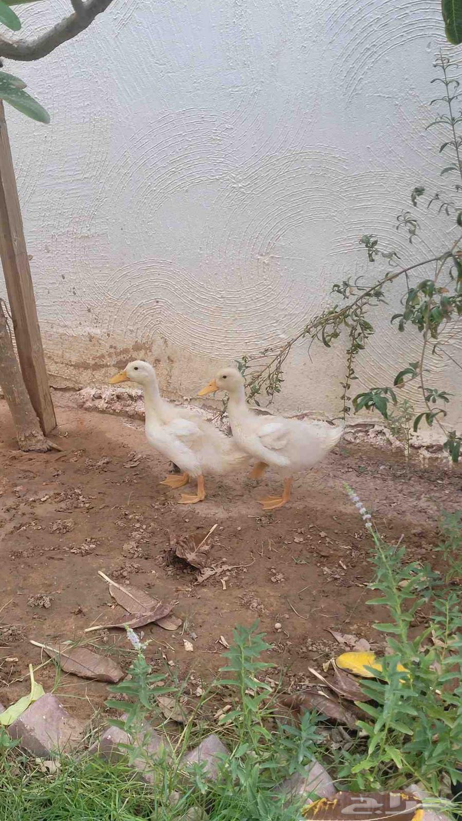 بط بكيني عمر شهر64379805170562114