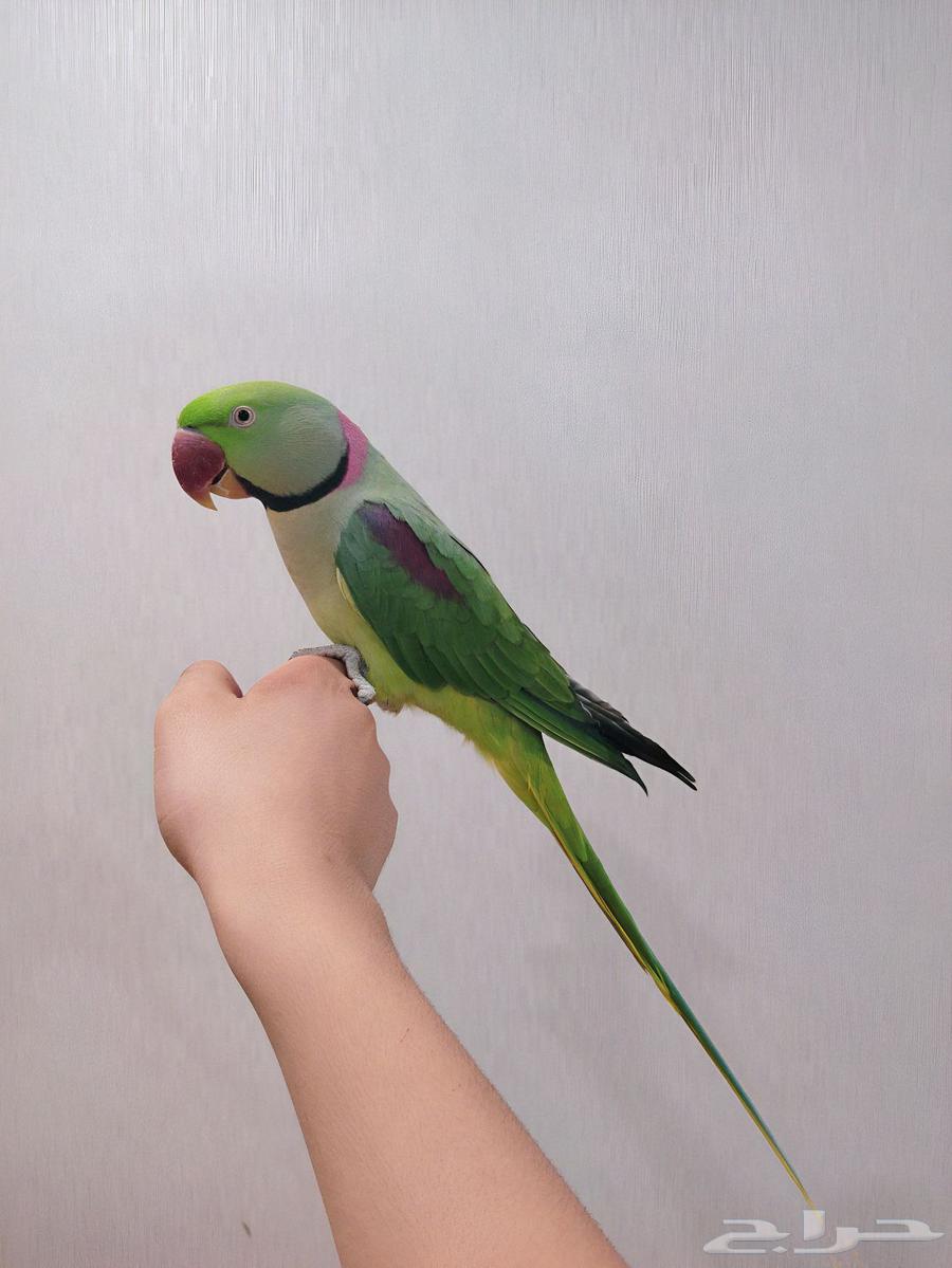 دره نيبالي64381603344258110