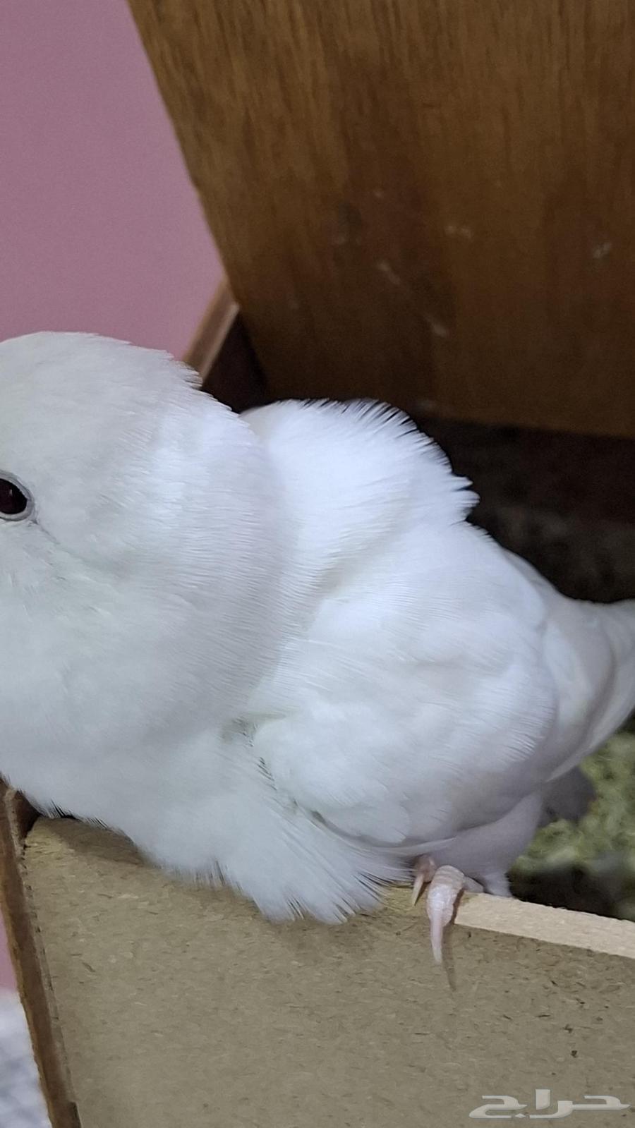 جوزين روز عرض السعر 550 للكل64391276071041111