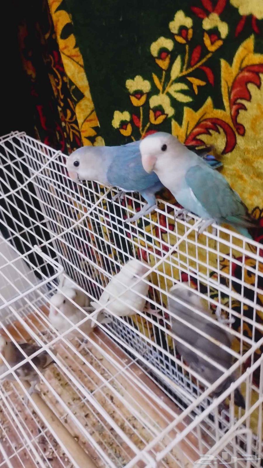 روز البيع64385775634178110