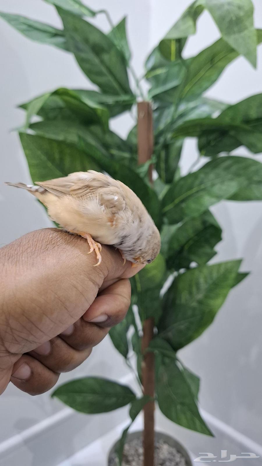 A very, very tame zebra with both big and small children64382252171265110