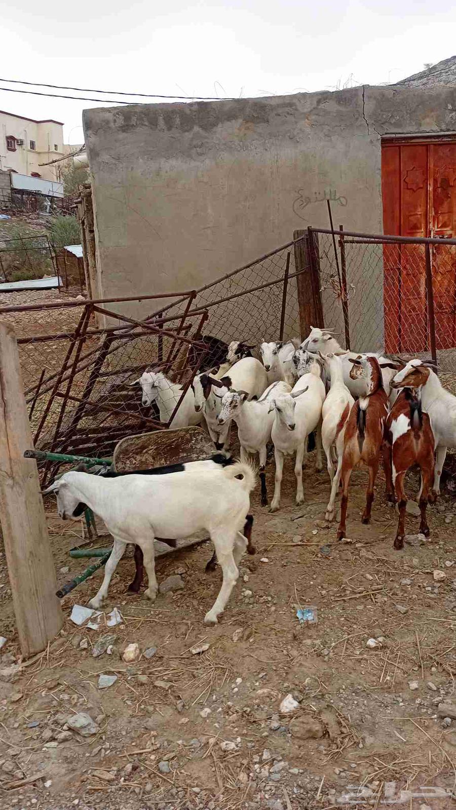 Goats specialized in fat64378629696257110