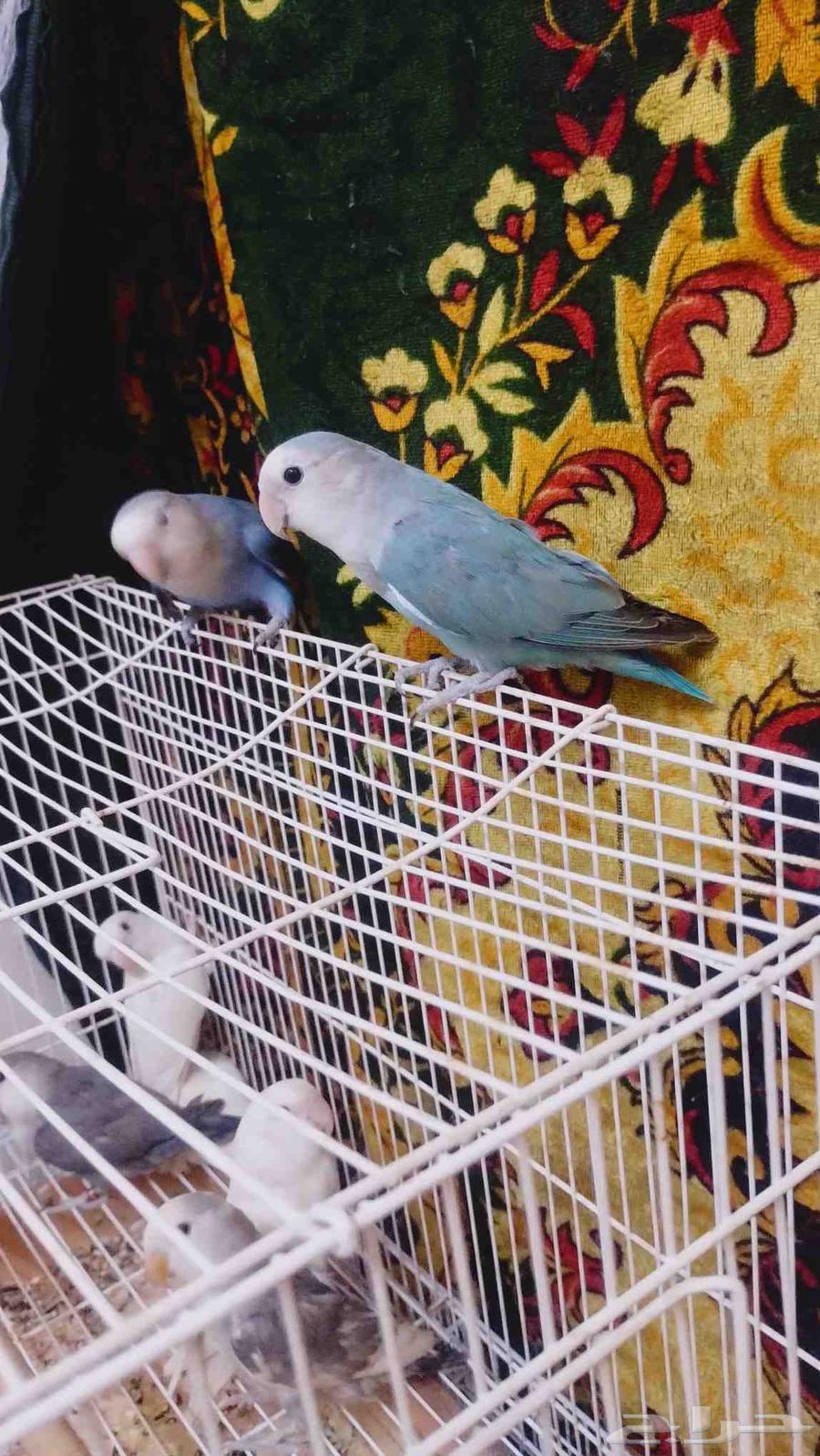 روز البيع64385775634178113