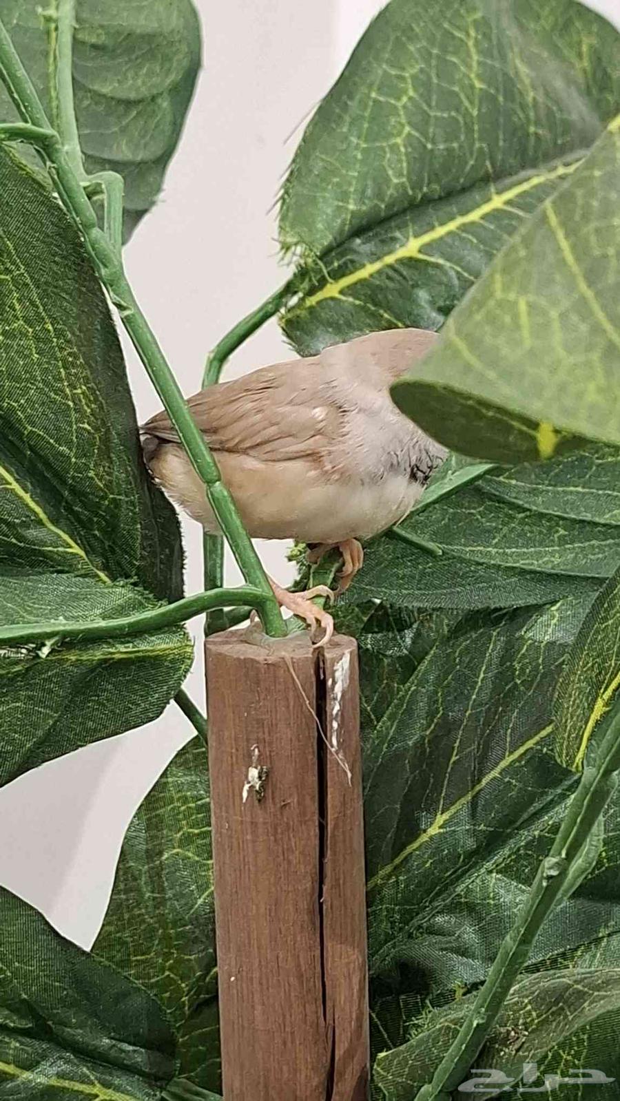A very, very tame zebra with both big and small children64382252171265112