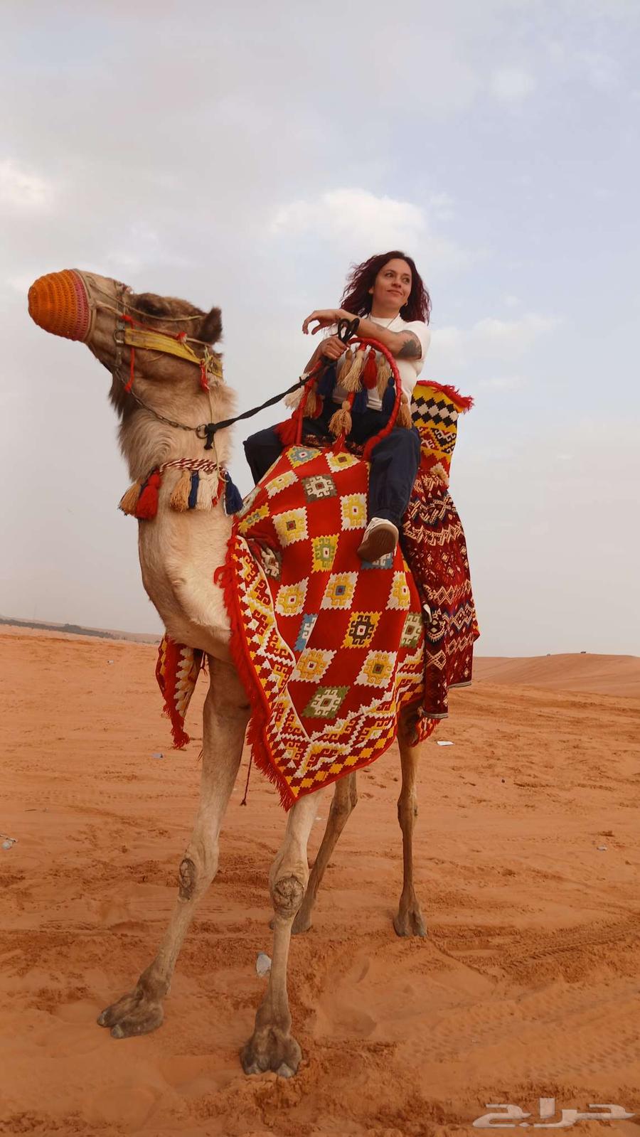 Rent camels, horses, and tanks today, this week64384217719554110