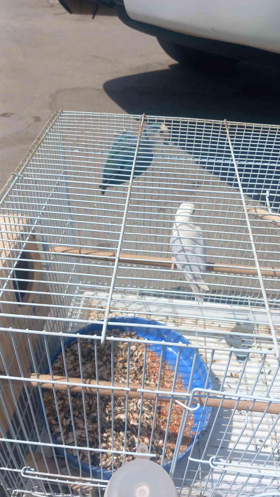 طيور روز جوز منتج64383386564994112