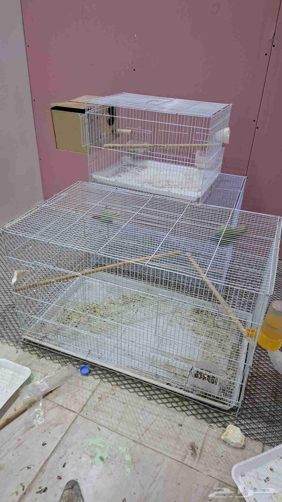 جوزين روز عرض السعر 550 للكل64391276071041114