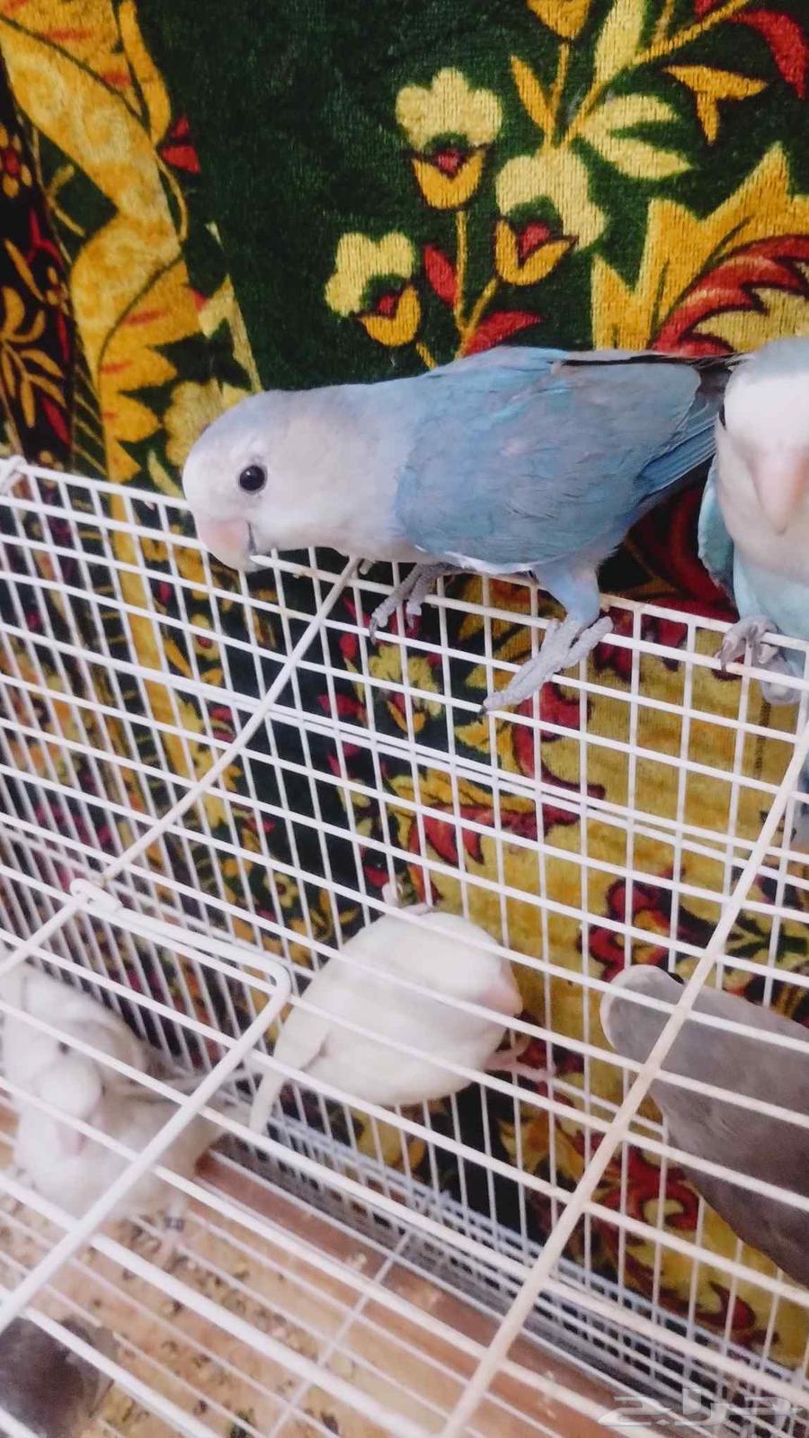 روز البيع64385775634178111