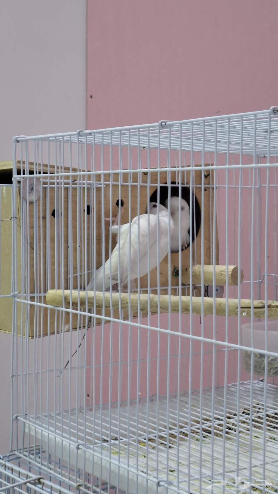 جوزين روز عرض السعر 550 للكل64391276071041112