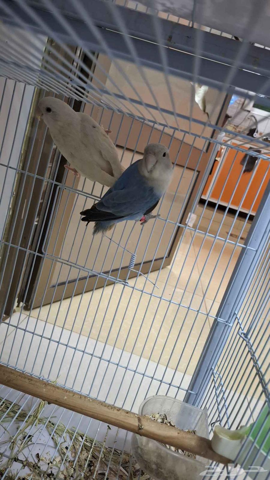 جوز روز منتج64388037648515110