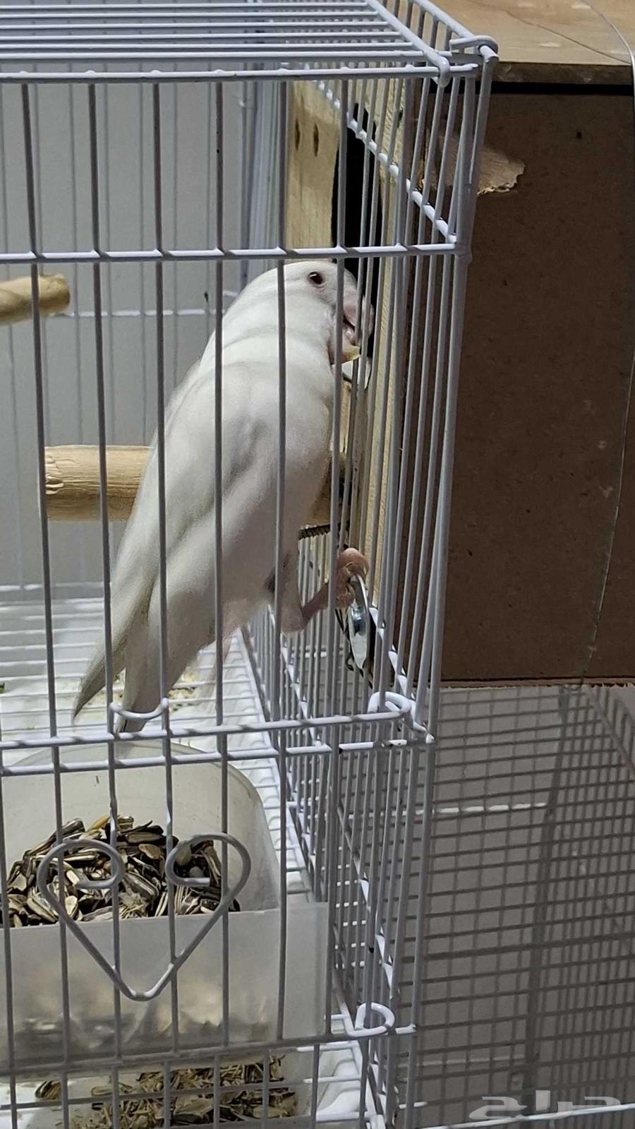 جوزين روز عرض السعر 550 للكل64391276071041110