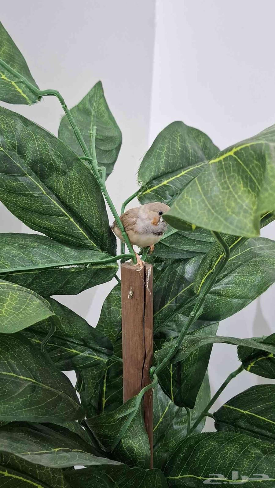 A very, very tame zebra with both big and small children64382252171265113