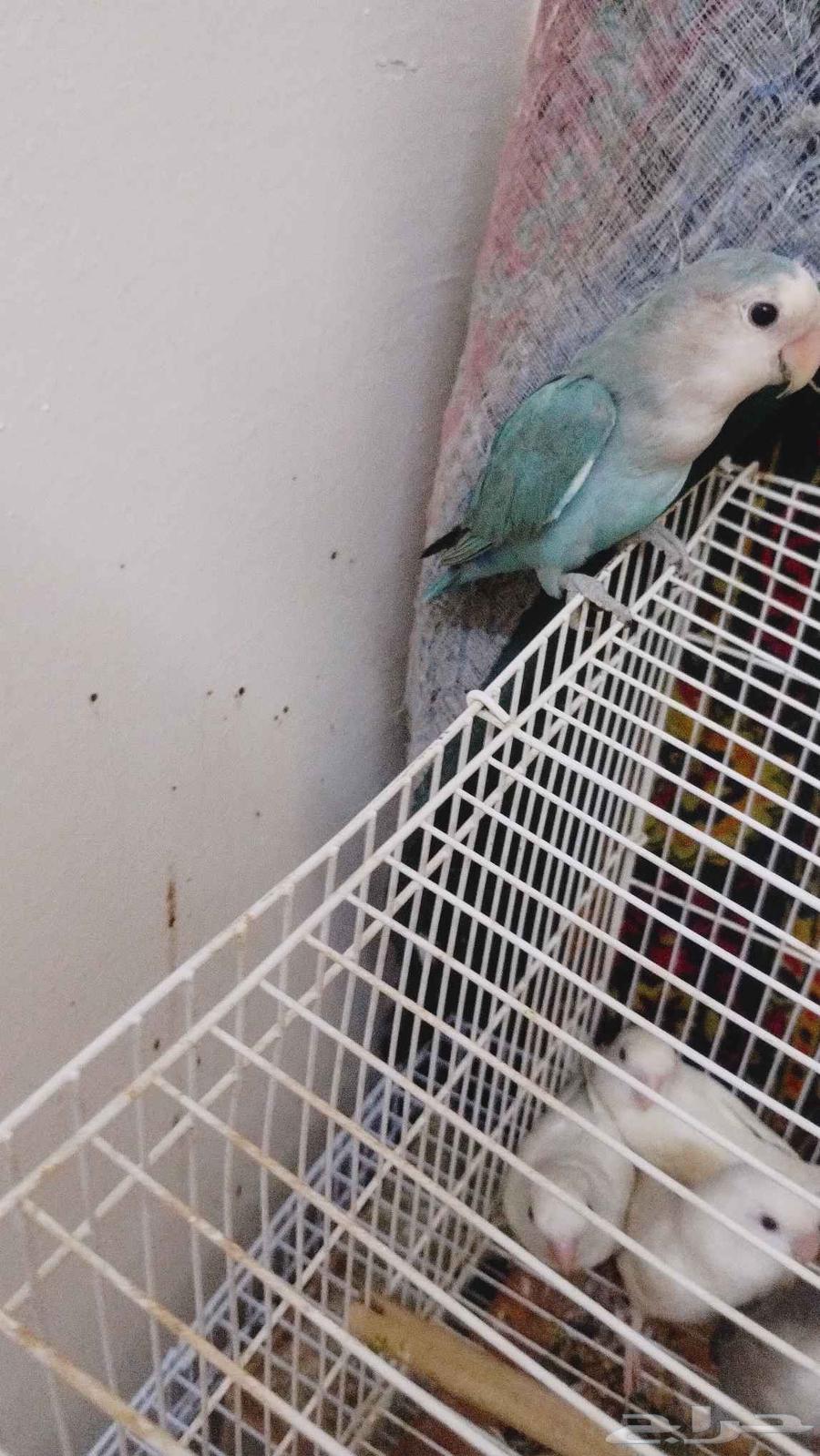 روز البيع64385775634178112