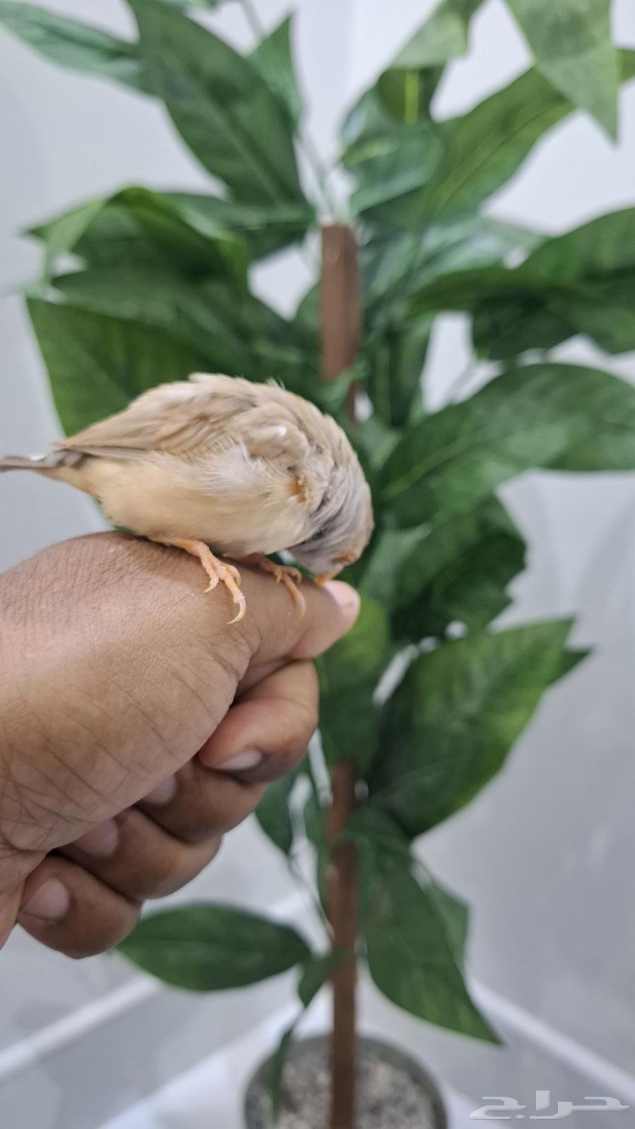 A very, very tame zebra with both big and small children64382252171265111