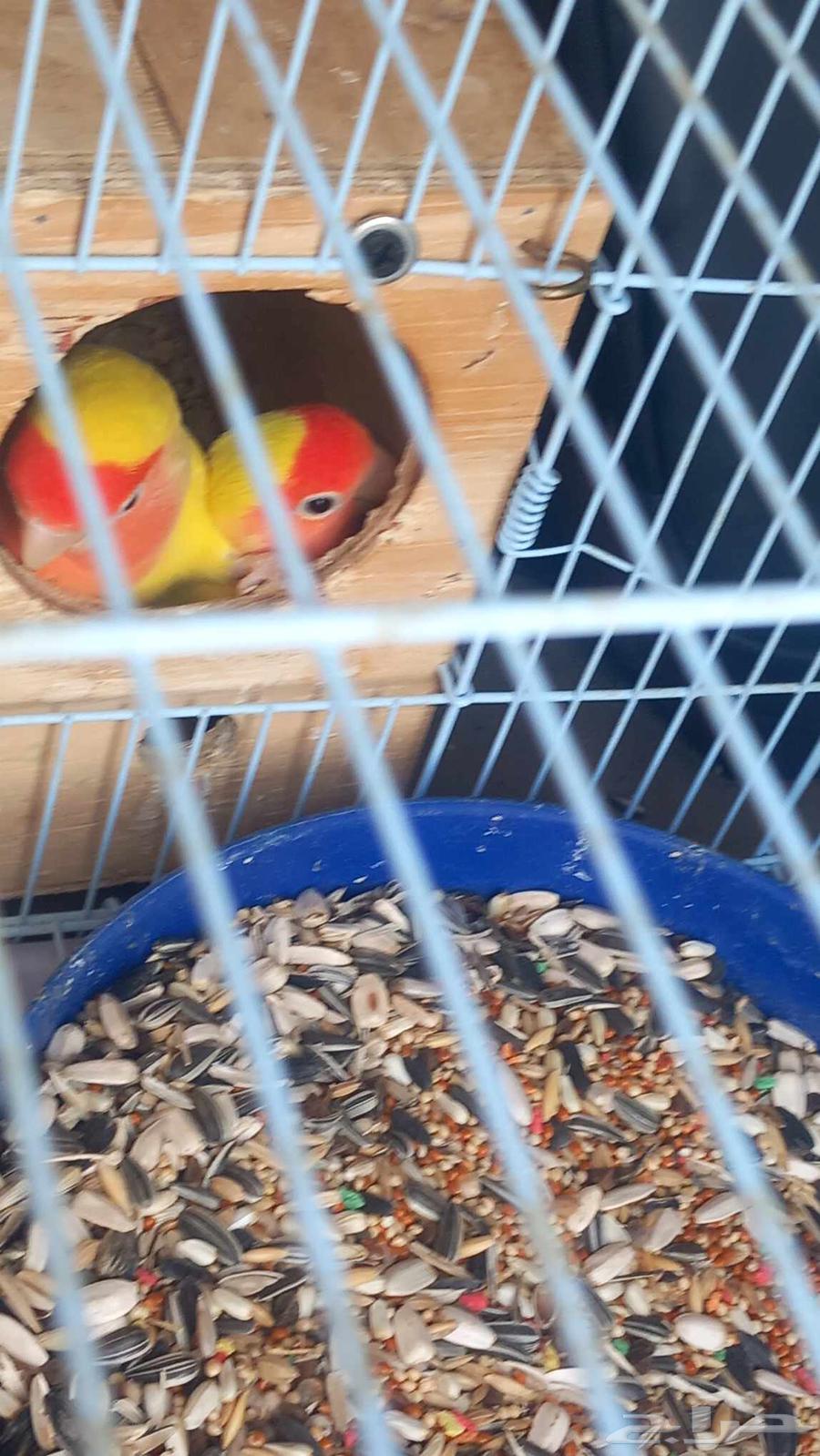 طيور روز جوز منتج64383386564994110