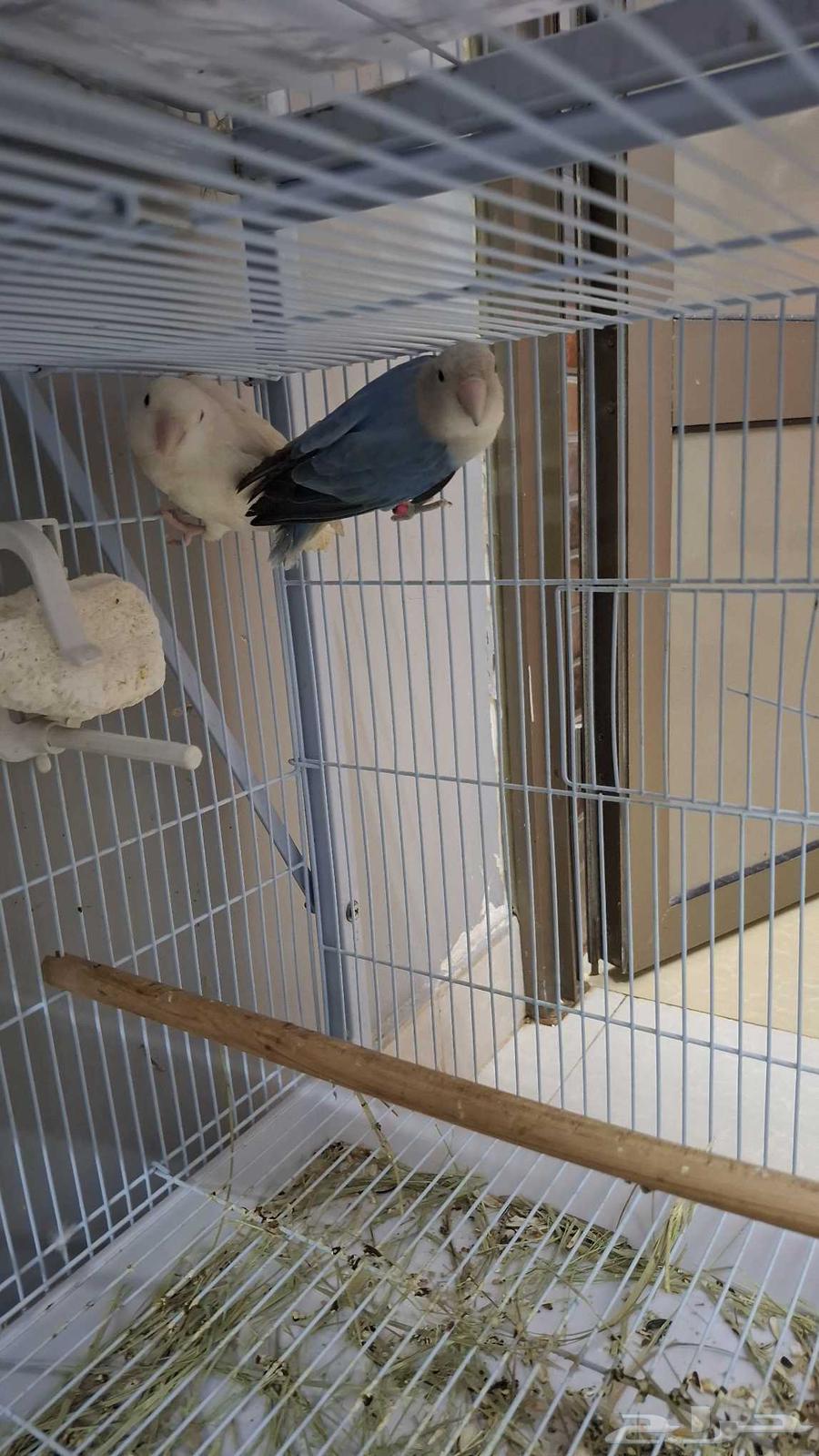 جوز روز منتج64388037648515111