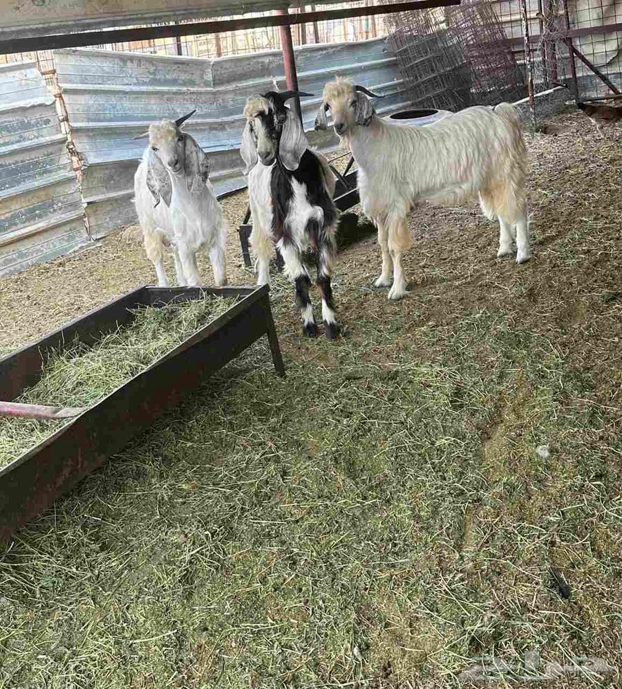 تيوس ثلاثه للبيع سليمه ونظيفه64380107374594111