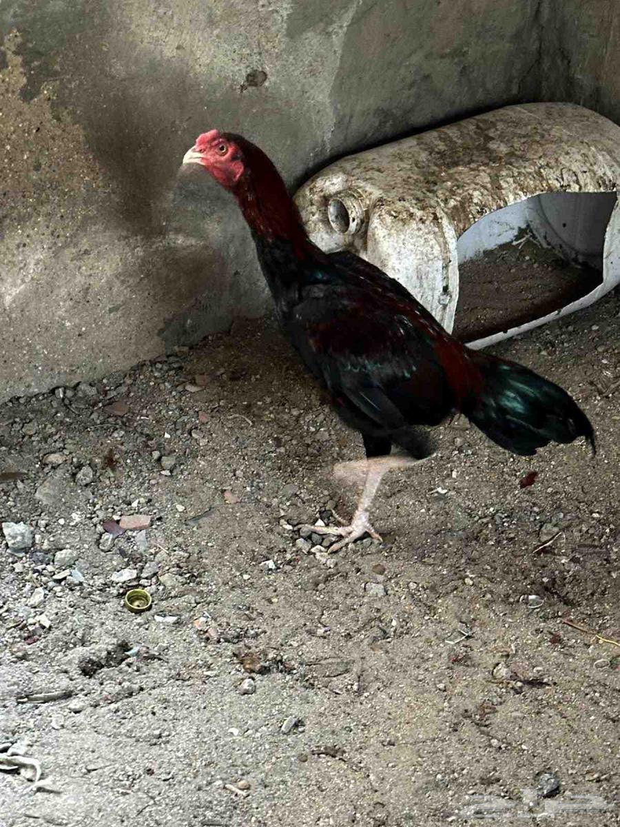 للبيع ديك باكستاني بطل64389378001282110