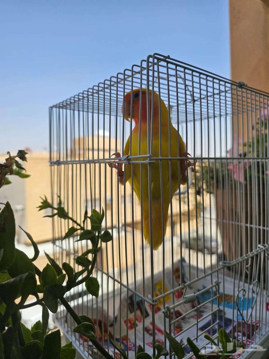 مجموعة روز إنتاج أصلي64389916408449111