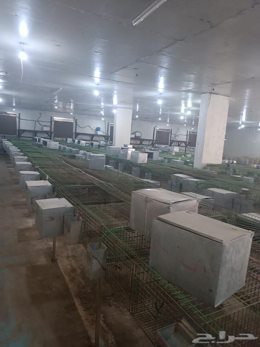 بطاريات ارانب اوروبي مستعمله64387467494531111