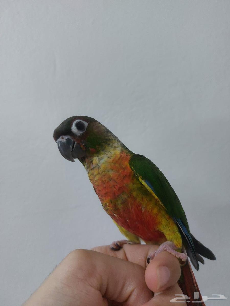 كنيور يلو سايد للبيع64388051605250110