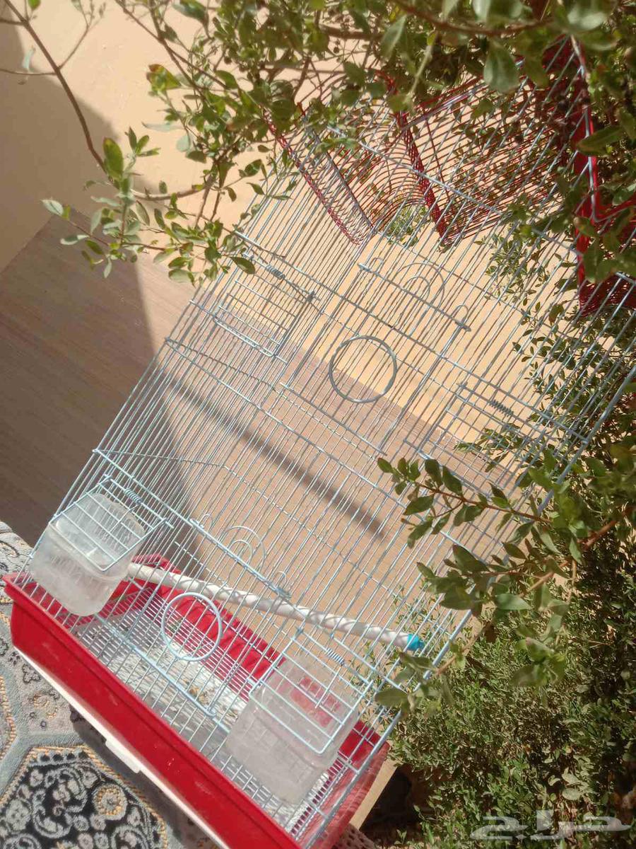 A large, tall, and clean cage: one for 80 riyals, two for 15064388329859459111