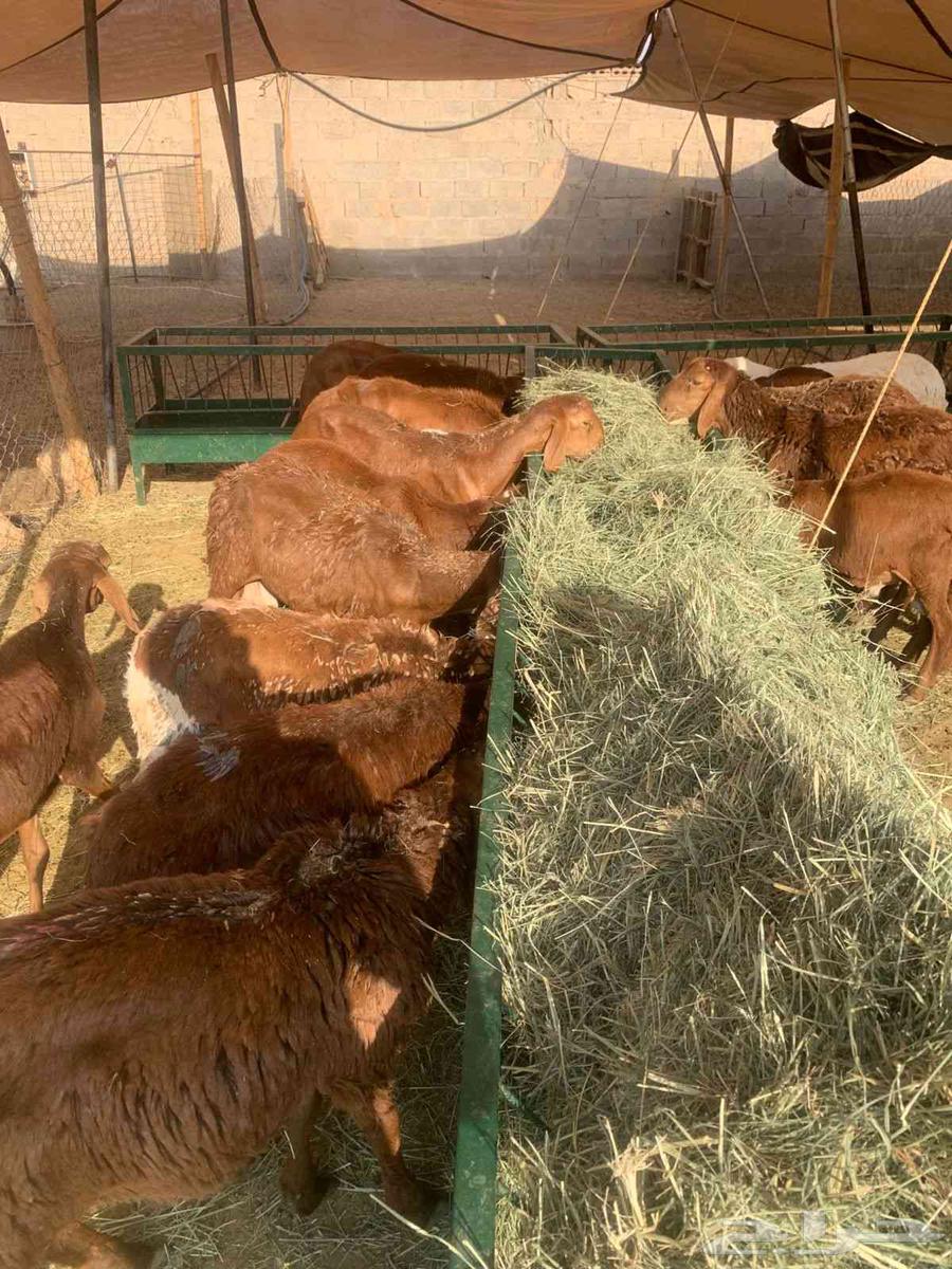 Three-month-old red lambs available, our prices beat bargaining64378687584897111