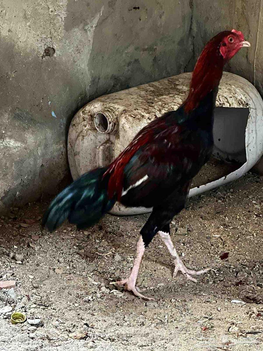 للبيع ديك باكستاني بطل64389378001282112