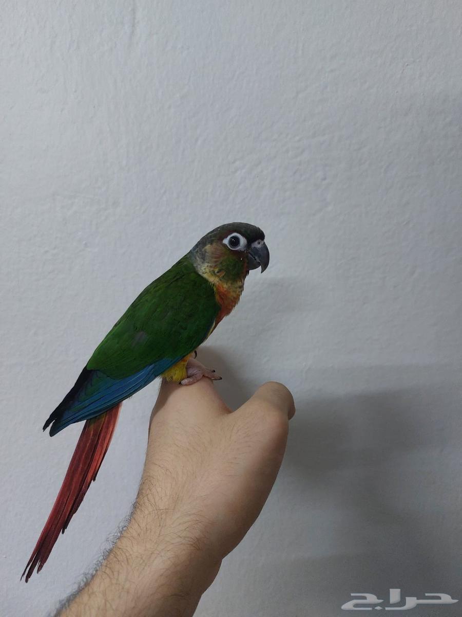 كنيور يلو سايد للبيع64388051605250111