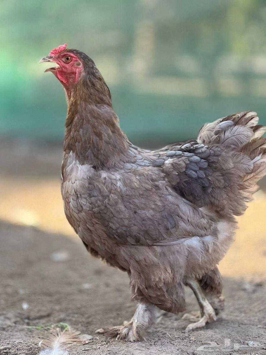 طقم براهما المانيا64383136146690110