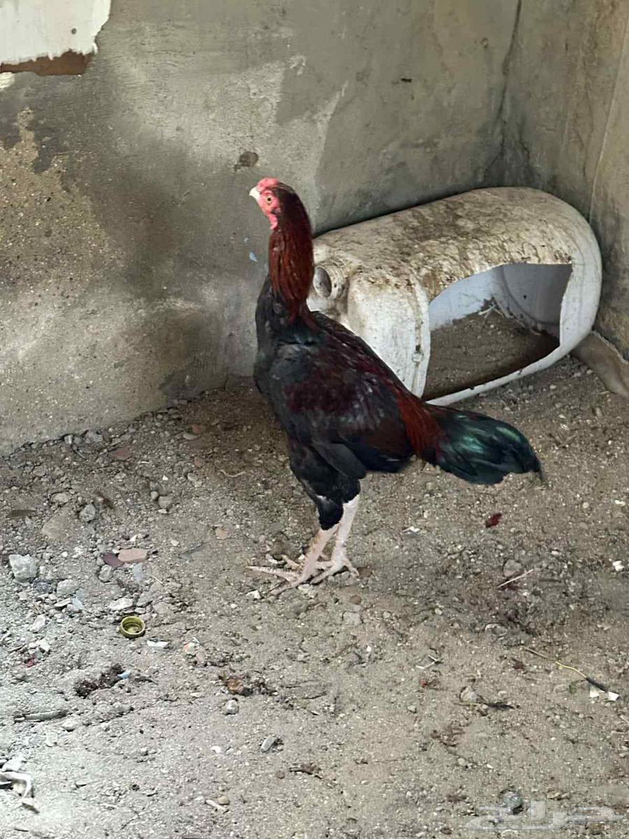 للبيع ديك باكستاني بطل64389378001282113