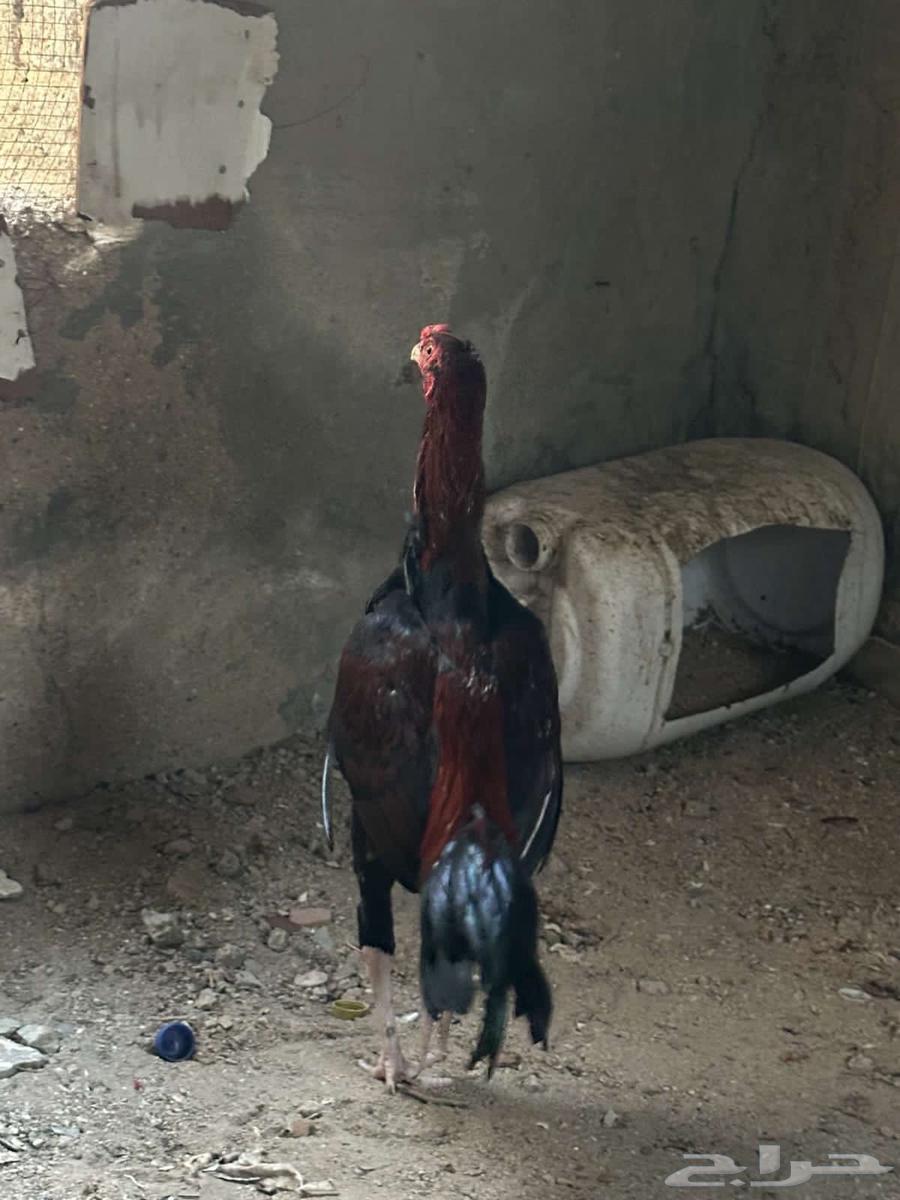 للبيع ديك باكستاني بطل64389378001282111