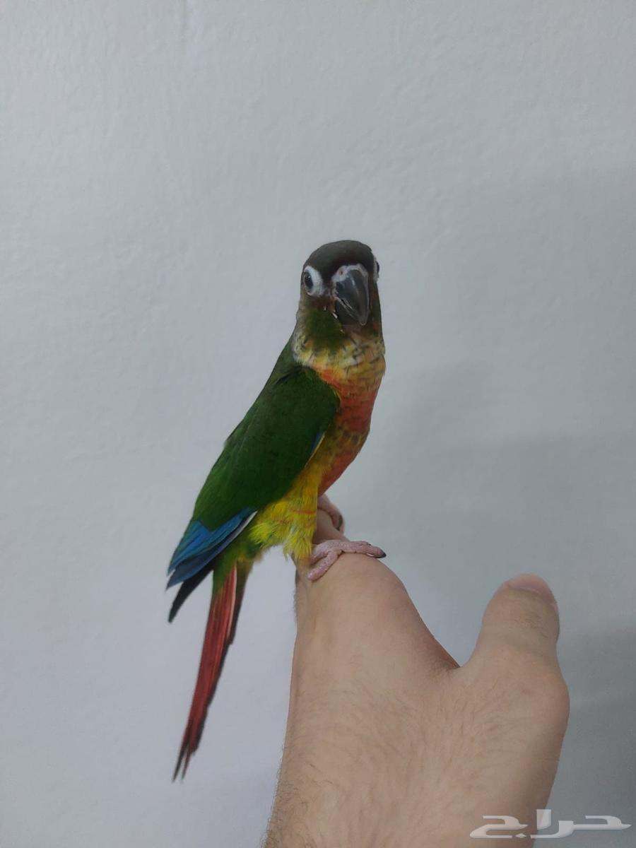 كنيور يلو سايد للبيع64388051605250112