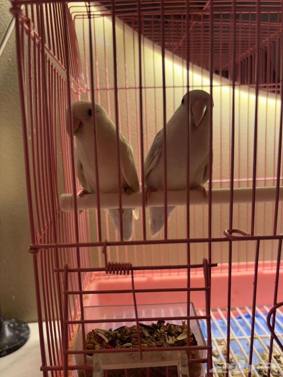 Two green and white pairs for sale at 350, and white and purple pairs for 450 without64384605251585111