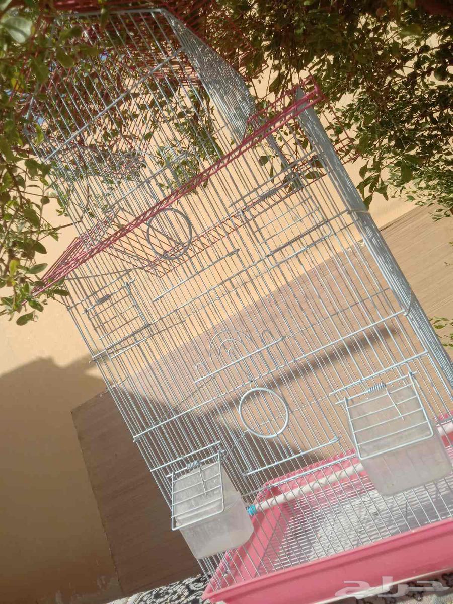 A large, tall, and clean cage: one for 80 riyals, two for 15064388329859459113