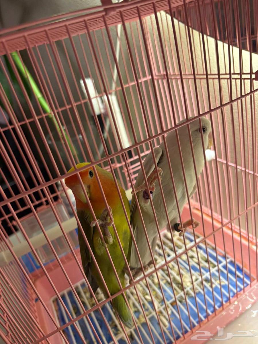 Two green and white pairs for sale at 350, and white and purple pairs for 450 without64384605251585110