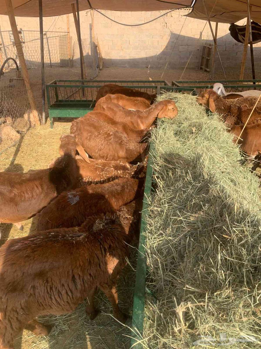 Three-month-old red lambs available, our prices beat bargaining64378687584897110