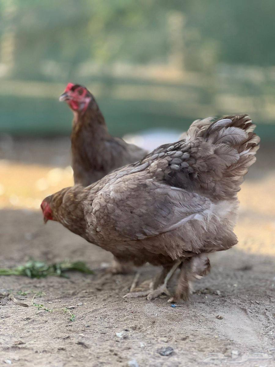 طقم براهما المانيا64383136146690111