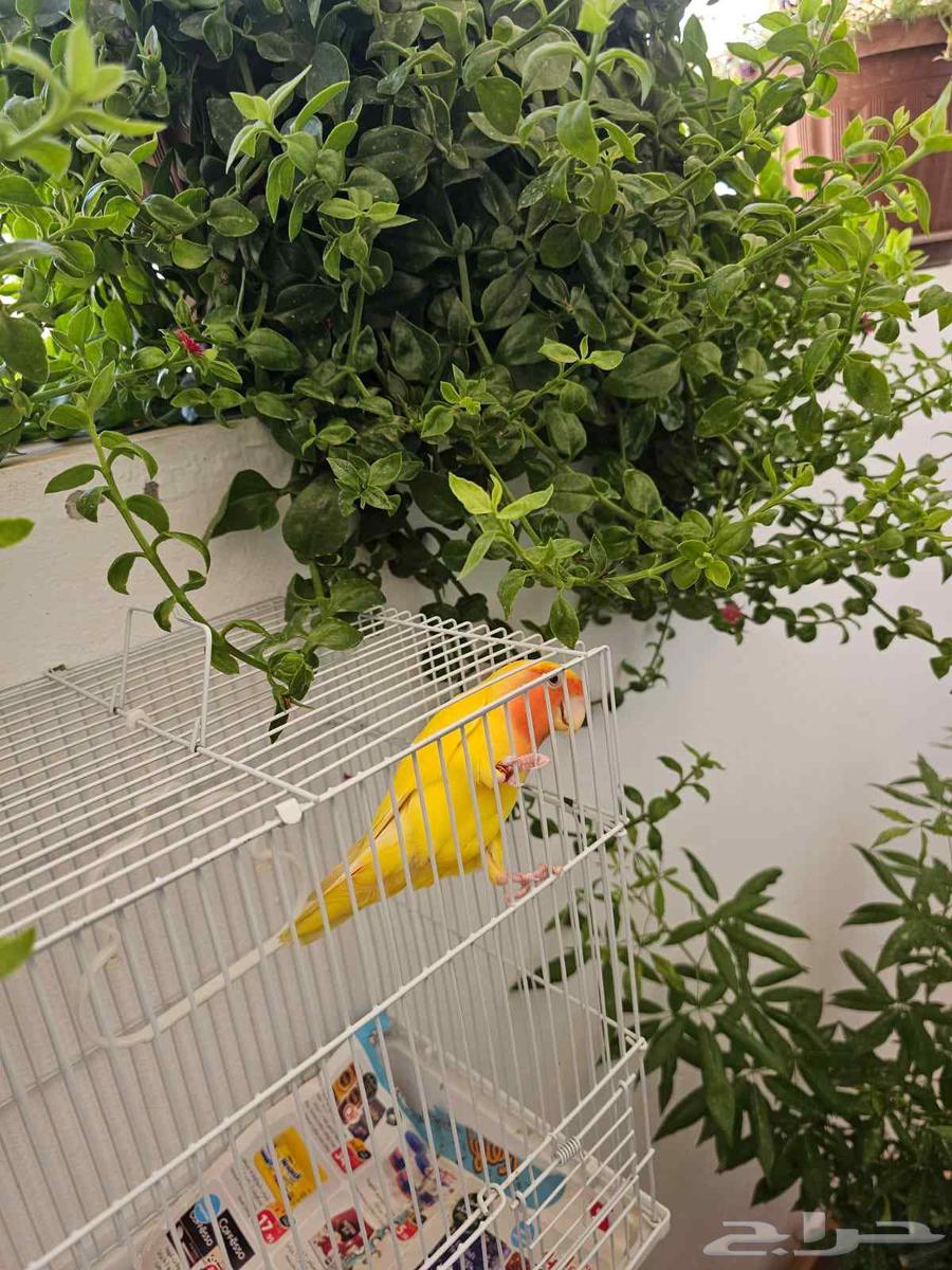 مجموعة روز إنتاج أصلي64389916408449110