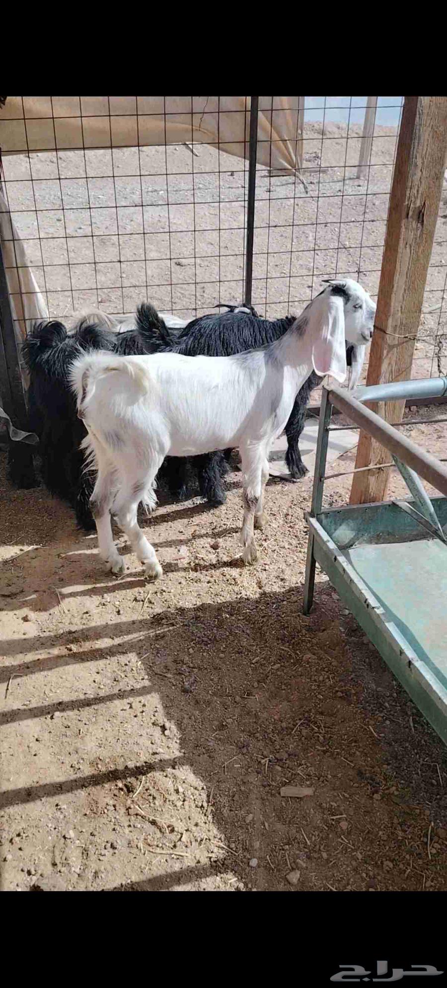 Tios and Jifar closed alone64380833519875113