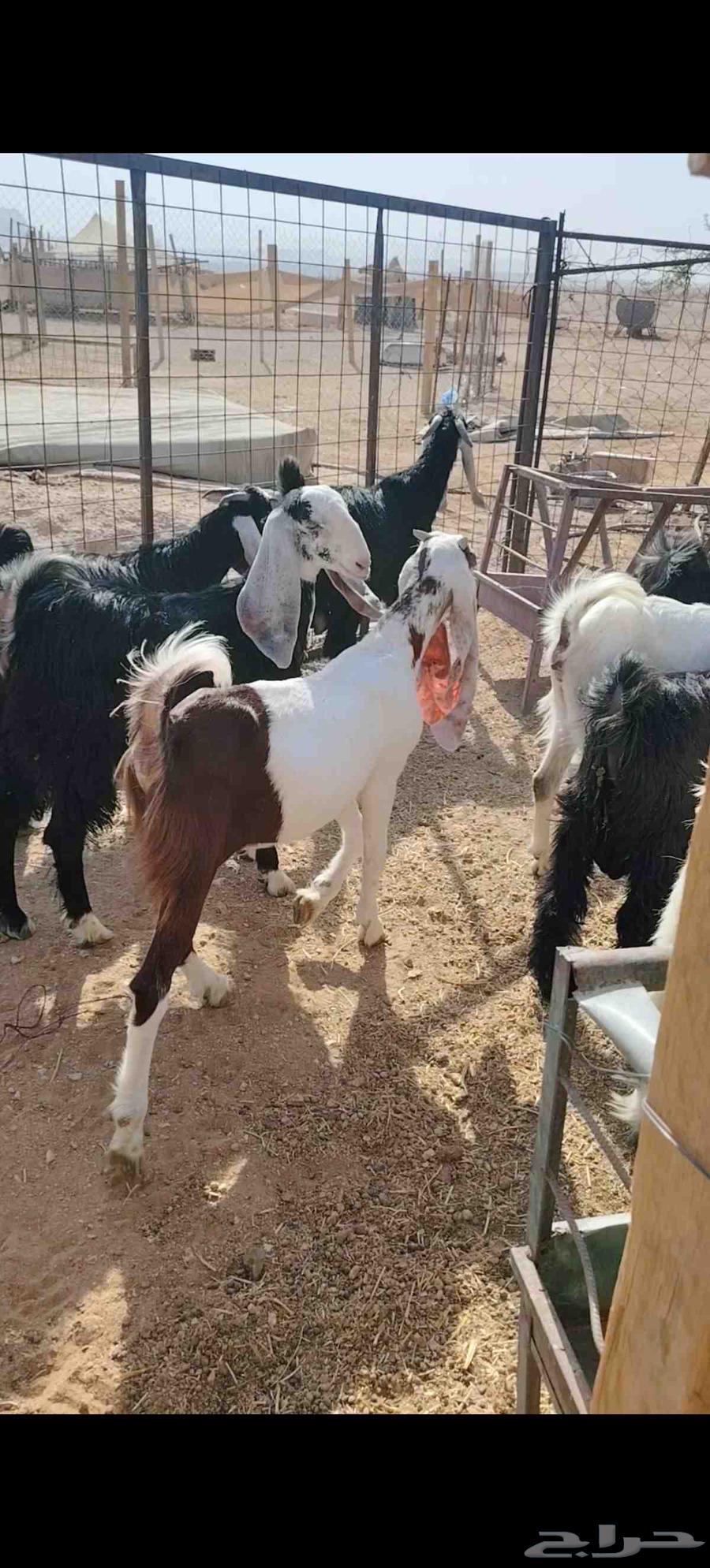 Tios and Jifar closed alone64380833519875112