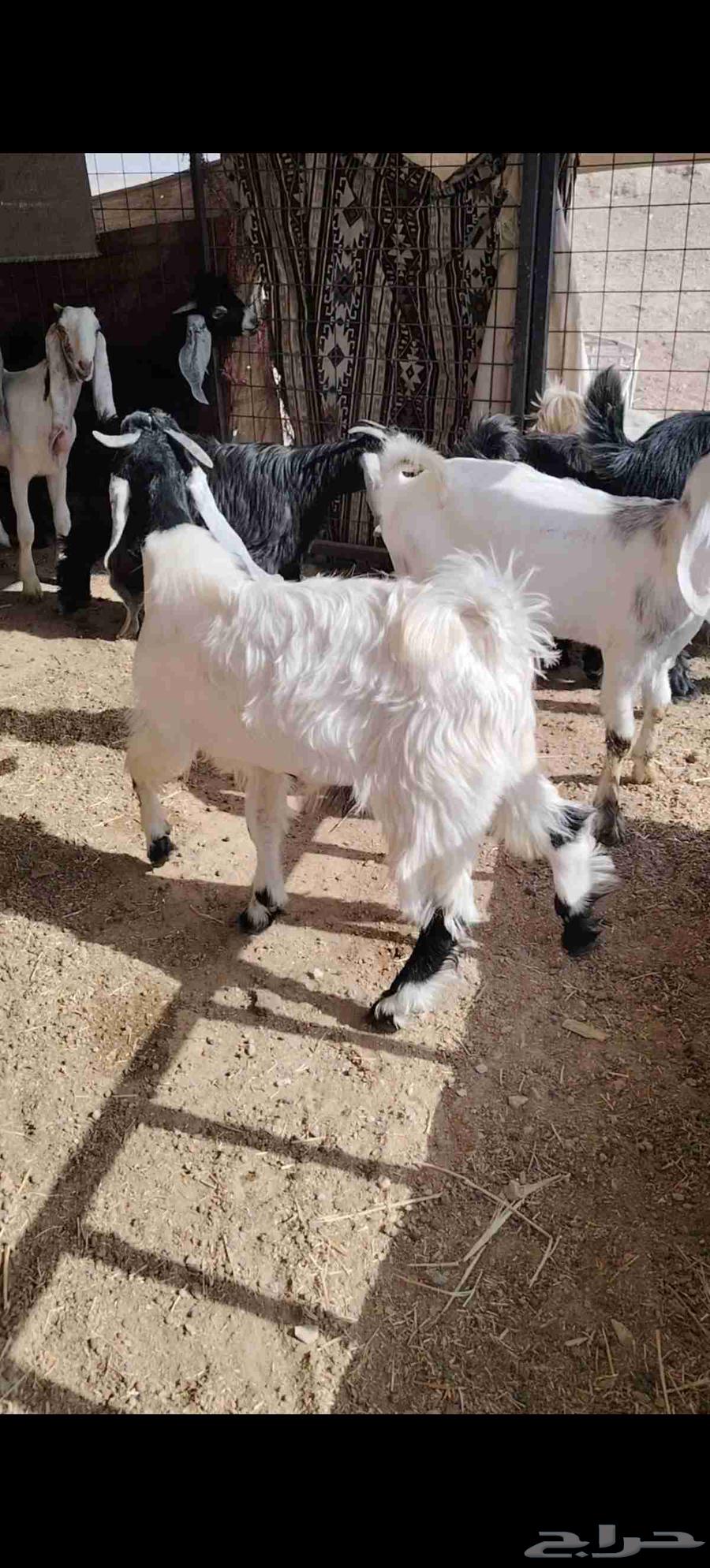 Tios and Jifar closed alone64380833519875114