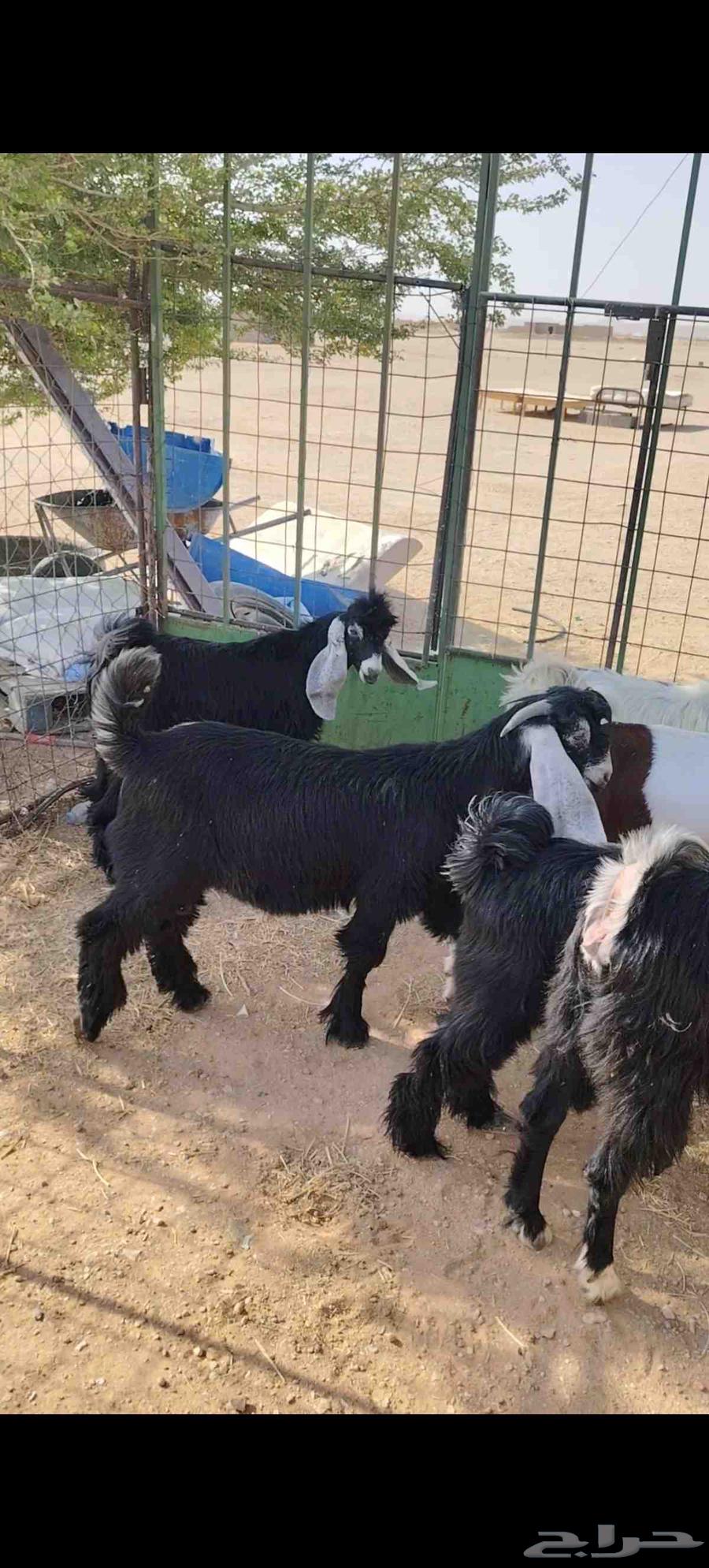 Tios and Jifar closed alone64380833519875110