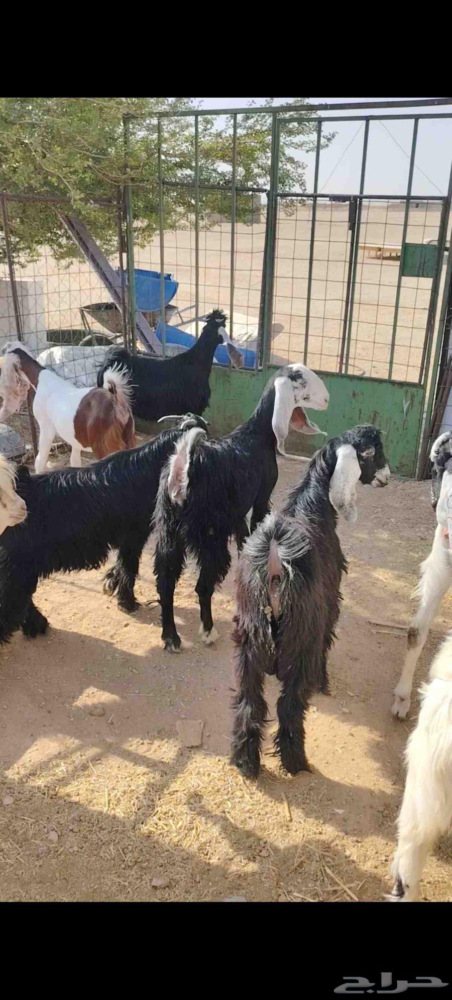 Tios and Jifar closed alone64380833519875111