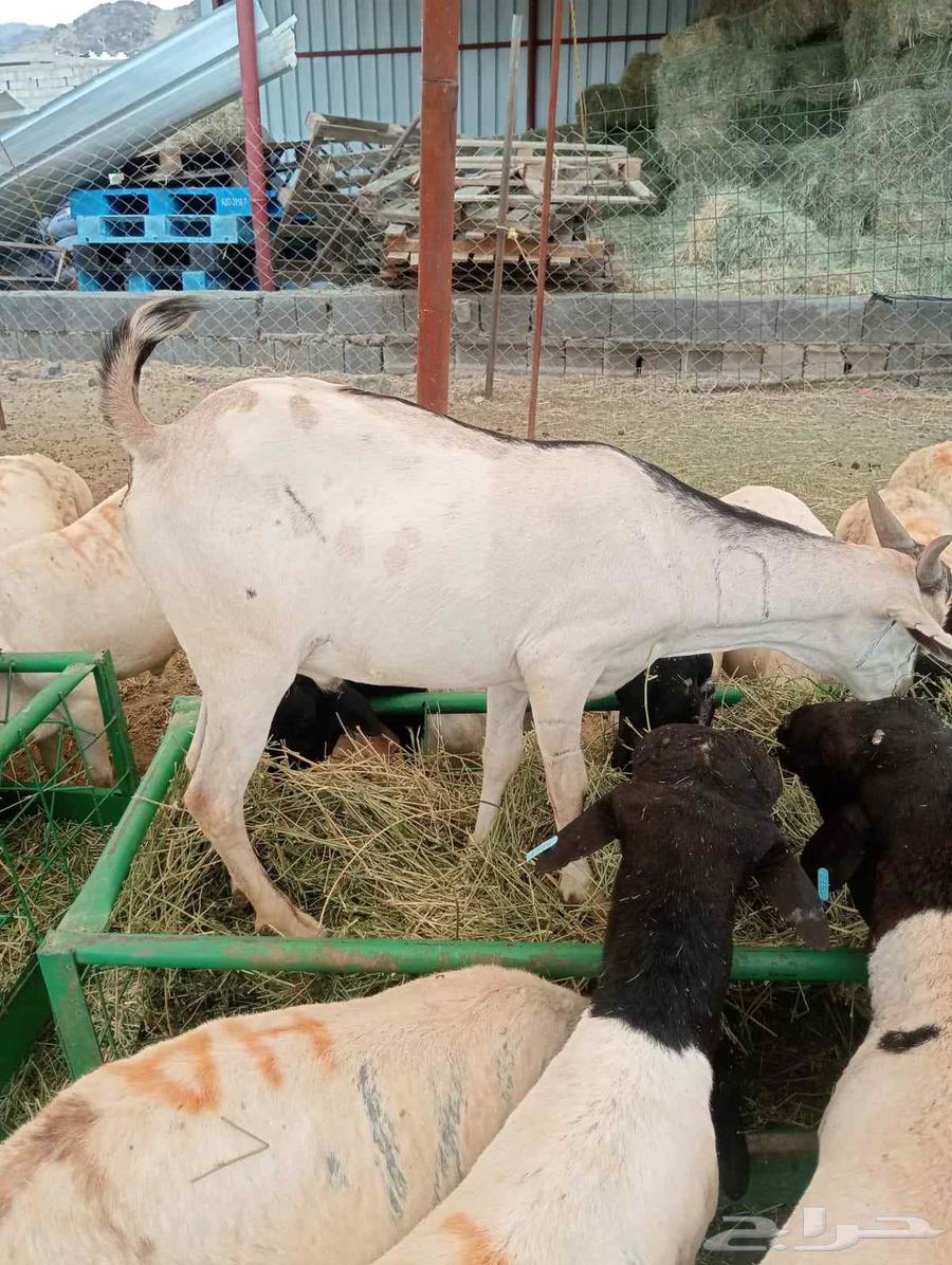 طليان بربري وتيوس صومالي64390151544065111