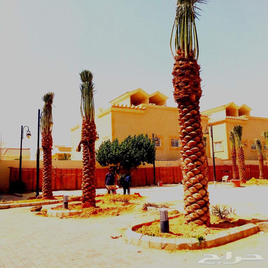 نخل مثمر للبيع نقايل بيع نخل جثايث منوعه صقعي اخلاص برحي سكر64382003651713110