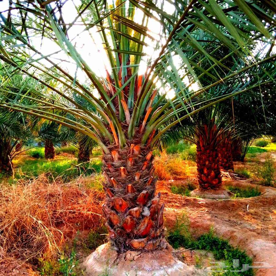 نخل مثمر للبيع نقايل بيع نخل جثايث منوعه صقعي اخلاص برحي سكر64382003651713113