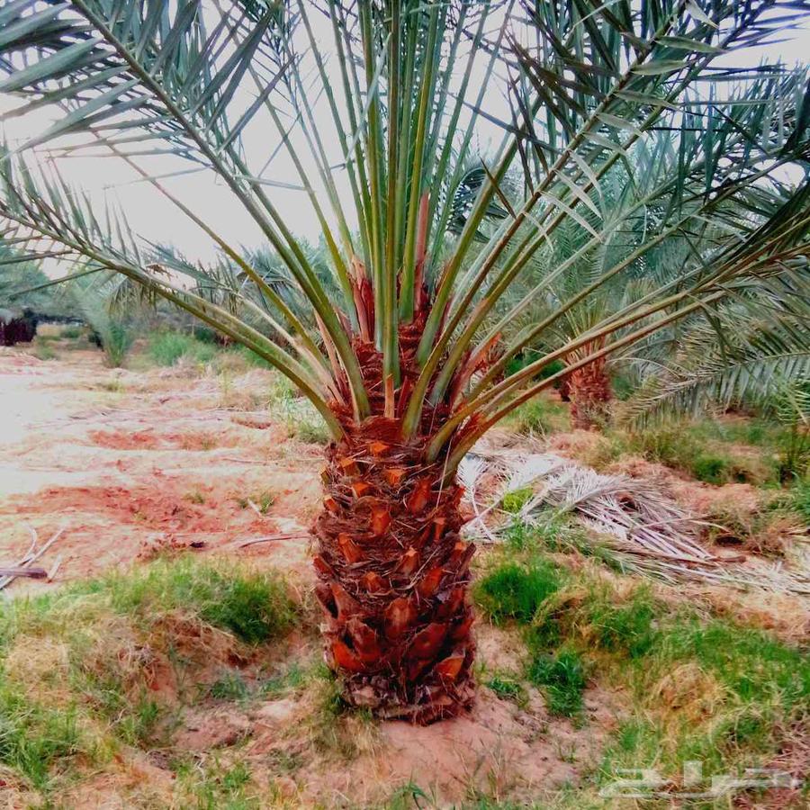 نخل مثمر للبيع نقايل بيع نخل جثايث منوعه صقعي اخلاص برحي سكر64382003651713114